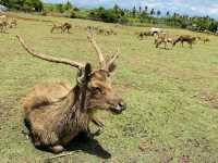 DEER OH DEAR