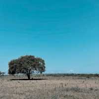 BALURAN NATIONAL PARK, BANYUWANGI