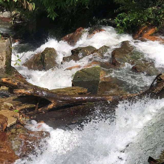 Templer Park Rainforest 