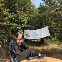 제주 파더스가든, 동백꽃 보러오세요🌺