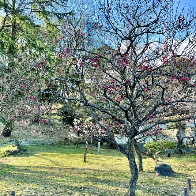 芝公園の梅林