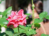 花花世界 玫瑰園