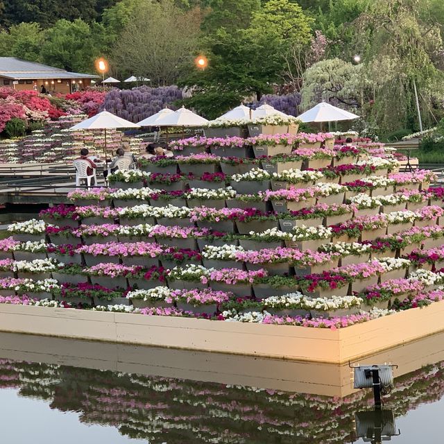 ふじの花物語　あしかがフラワーパーク大藤まつり　昼の部💕