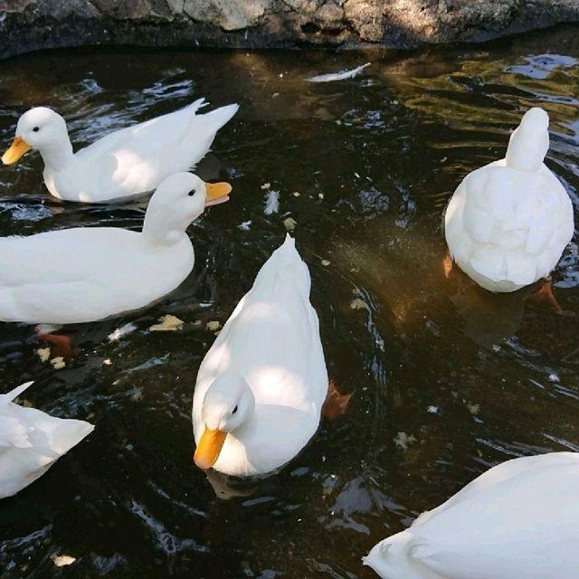 ミニブタと鶏とアヒル　姫路セントラルパーク