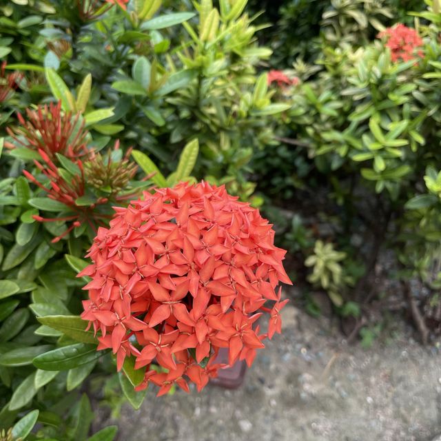 充滿藝術寧靜的小花園