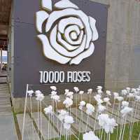 10000 Roses