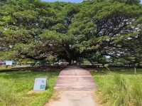 ต้นจามจุรียักษ์ 🌳👹😃🫶🏻😍💗📍🔝