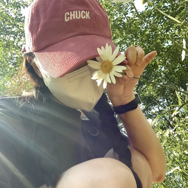 [샤스타데이지가 만개한 ‘변산마실길’]