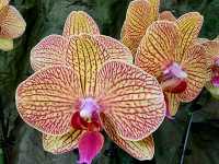 Nature Tranquil 