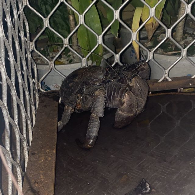 coconut crabs