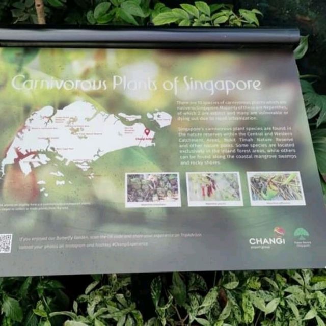 Great environment at Butterfly Garden 