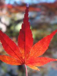 東京鐵塔下片片紅葉