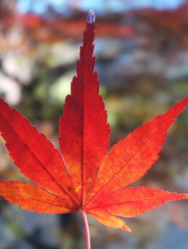 東京鐵塔下片片紅葉