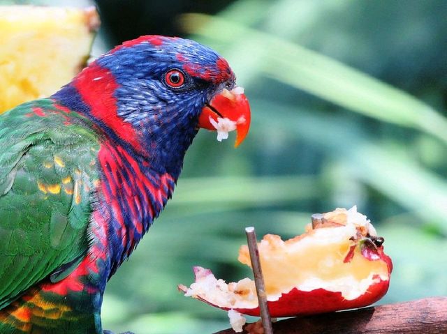 Edward Youde Aviary. 