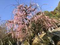 【熊本】水前寺公園で枝垂れ桜を鑑賞