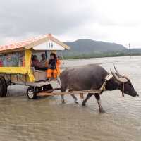 【沖縄･由布島】水牛車で海を渡って辿り着く島🐃