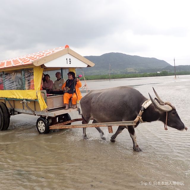 【沖縄･由布島】水牛車で海を渡って辿り着く島🐃