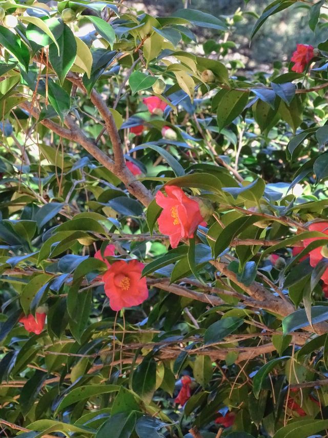 부산의 섬 “동백섬” 🌺
