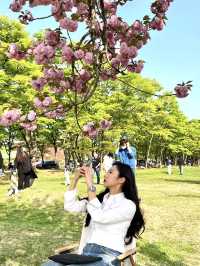 겹벚꽃 피크닉 명소 하남 미사경정공원