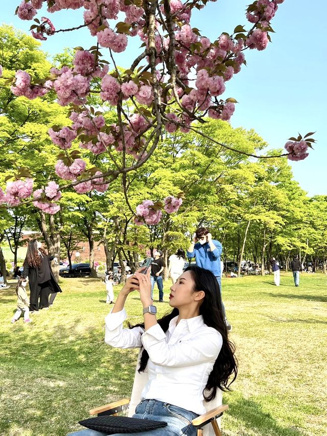 겹벚꽃 피크닉 명소 하남 미사경정공원