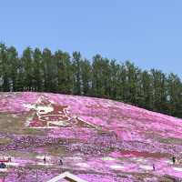 東藻琴の芝桜公園へ