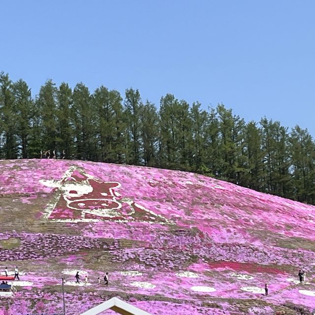 東藻琴の芝桜公園へ