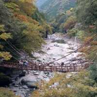 一步一驚心的藤蔓橋