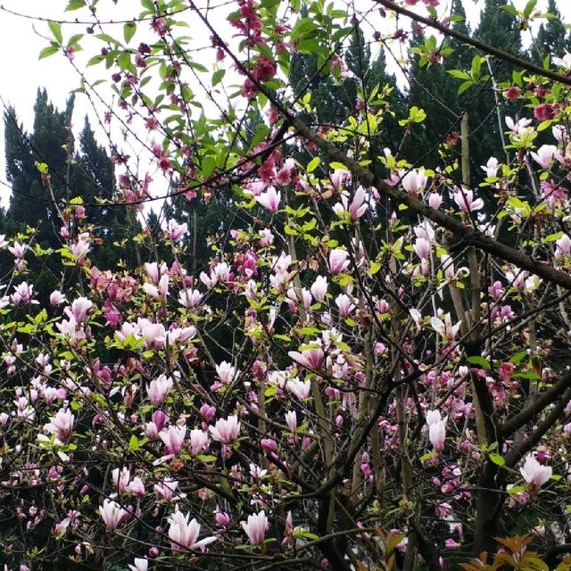 花花🌺🌷🥀🌻🌼🌸公園