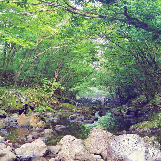 🌲 몸과 마음이 시원해지는 초록숲, 사려니숲길