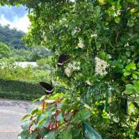 嘉道理農場嘉道理農場暨植物園 觀蝶之旅