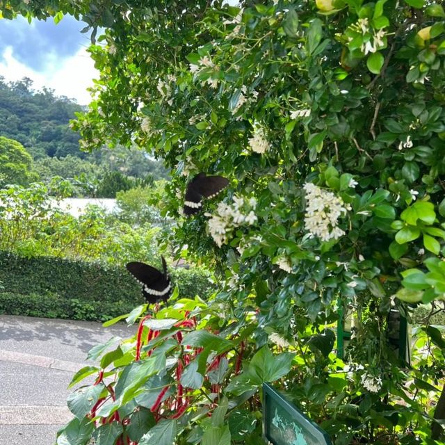 嘉道理農場嘉道理農場暨植物園 觀蝶之旅