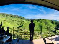 ไร่ชา BOH Tea Plantations คาเมรอนไฮแลนด์