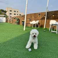 용인에서 가장 유명한 강아지동반카페🐶