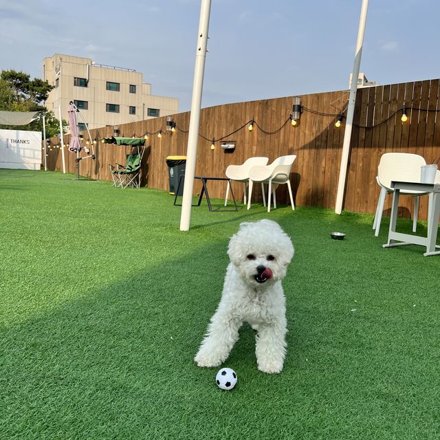 용인에서 가장 유명한 강아지동반카페🐶