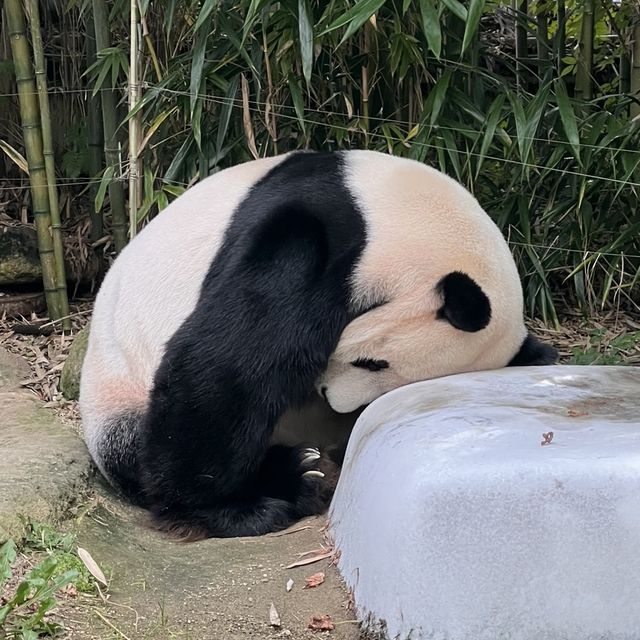 韓国【エバーランド】パンダワールド🐼🌿