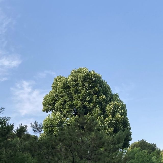 서울 용산구 공원 피크닉_용산가족공원