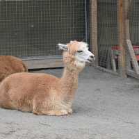 新竹綠世界 又跑又跳 超近距離看動物 小孩放風好地方