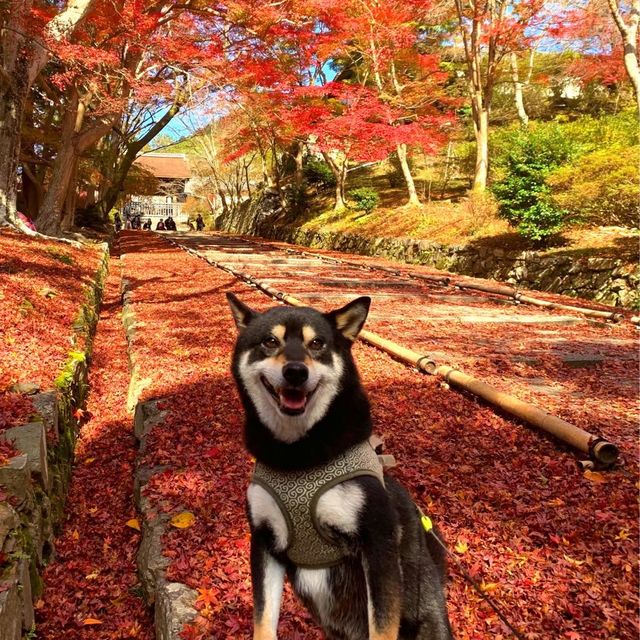 京都の中でも紅葉の穴場スポット　毘沙門堂