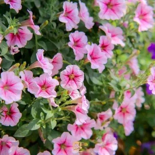 🌼🌸ไร่คุณอารียา🌿🌿