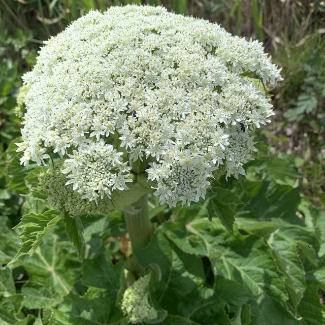 北海道　花の島　礼文島