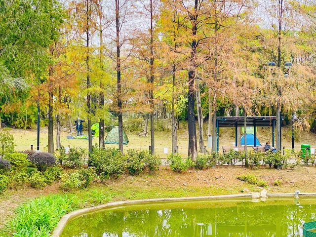 青衣公園睇紅葉