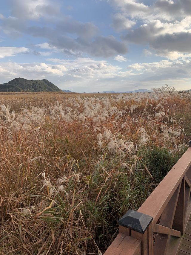 자연 향 가득 🌾 느낄 수 있었던 순천만습지