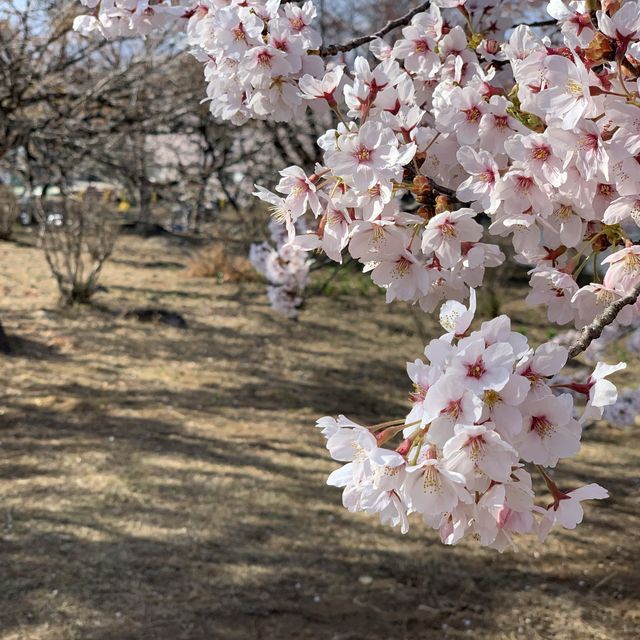 【栃木】那須高原りんどう湖ファミリー牧場の桜🌸