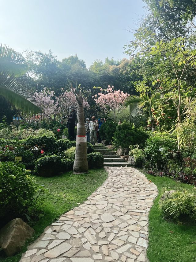 🌸城門谷公園賞櫻攻略🌸
