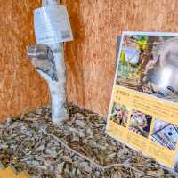 冬の円山動物園・ドサンコの森