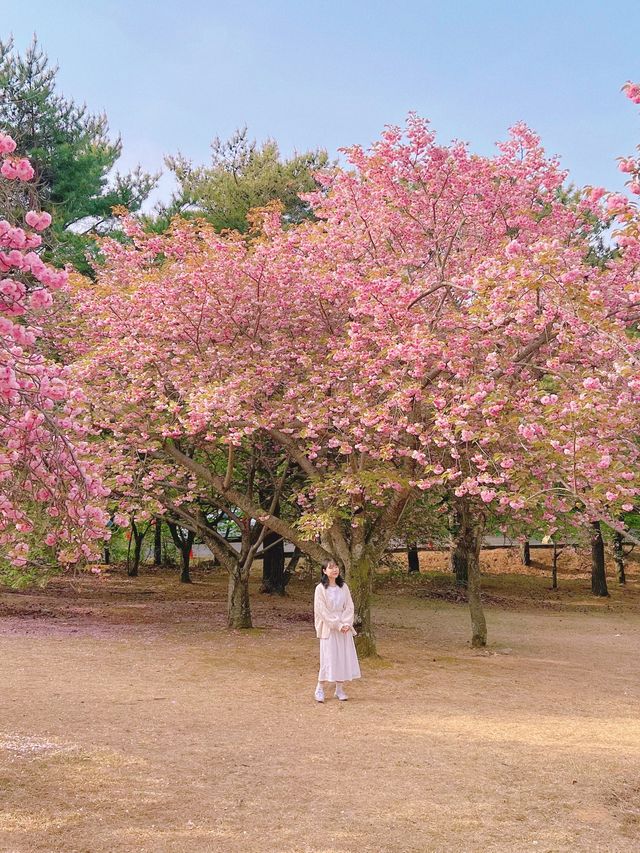 겹벚꽃 명소 중 손에 꼽히는 곳, 불국사