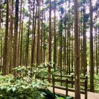 新竹關西｜馬武督探索森林 夏日避暑好去處