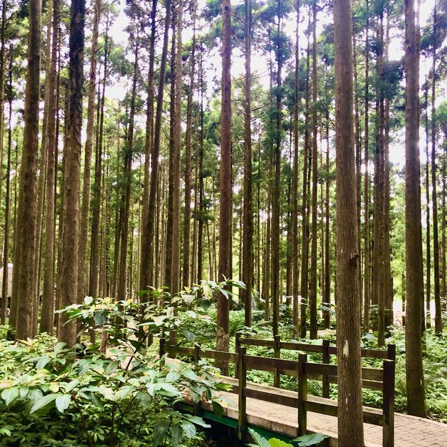 新竹關西｜馬武督探索森林 夏日避暑好去處