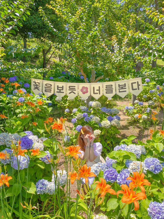 인생사진은 여기! 울산 장생포 고래문화마을 수국정원💜