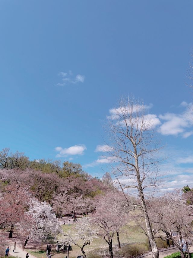 핑크 카펫이 깔리는 서울 벚꽃 맛집🌸